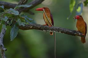Birds Summer Bird Lakeside Fort