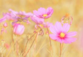 Cosmea Flowers Bloom