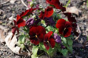 Pansy Nature Flower