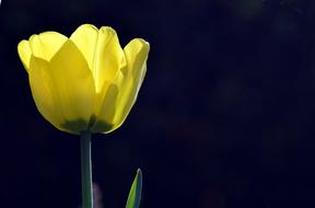 Bright Backlighting Yellow