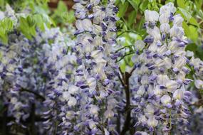 Glycine Climbing Purple Flowers