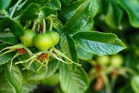 Rose Hip Nature Plant