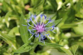 Blueberry Wild Flower Blue