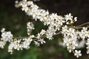 Flower Plant Nature