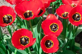 Tulips Tulip Flowers