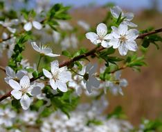 Flower Nature Plant