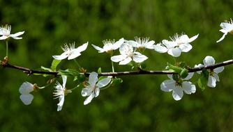 Flower Nature Plant