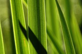 Grass Reed Shadow