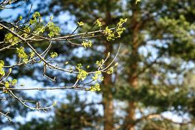 Tree Nature Leaf
