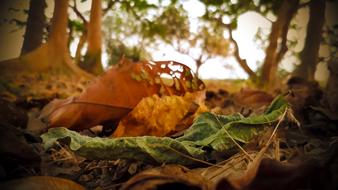 Dry Leaf Green Close Up