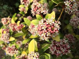 Flower Garden