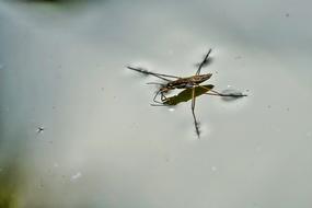 Water Striders Nature Evertebrat