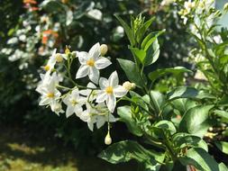 Flower Jasmin Garden
