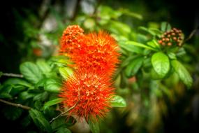 Flower Christmas Bush Nature