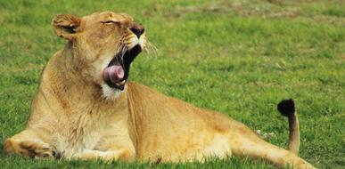 Lioness King Of The Jungle Lion