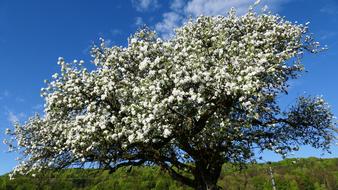 Landscape Nature Blossom