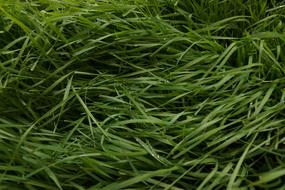 Grass Field Green