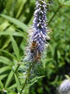 The Bees Flower Macro