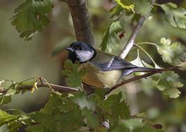 Nature Aves Outdoors