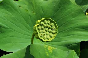 Flower Green Pod Aquatic