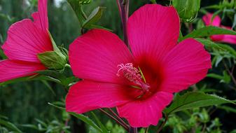 Flower Pink Summer