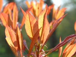Leaf Nature Flora