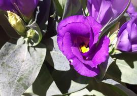 Japan Rose Prairie Gentian Blossom