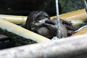 Nature Otter Water
