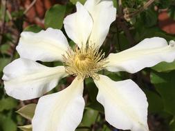 Clematis Flower Bloom