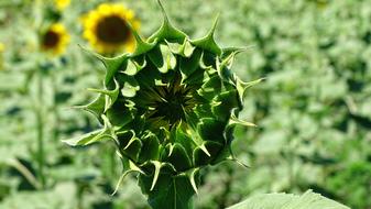 Sunflower Closed Bud Field
