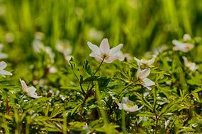 Anemones Flower White