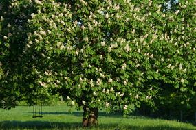 Chestnut Tree Swing Romantic