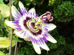 Nature Plant Flower