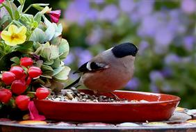 Bullfinch in the feeder