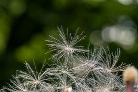 Thistle Flying Seeds Delicate