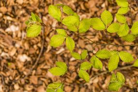 Beech Leaves Spring
