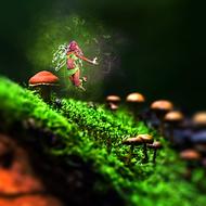 Fee Mushrooms Nature