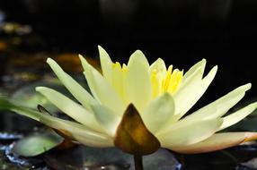 Flower Nature White