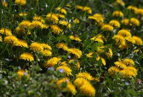 Dandelion Yellow Flower