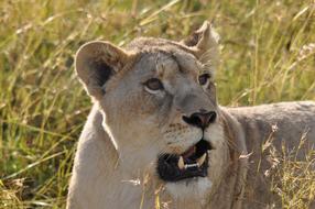 Nature Wildlife Mammal