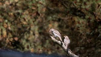 Sparrows Nature Close