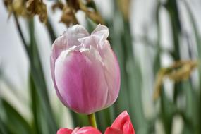 Tulip Flower Garden