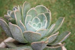 Succulent Plant Nature