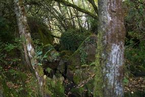 Nature Wood Tree