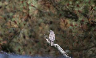 Sparrow Nature Close Up