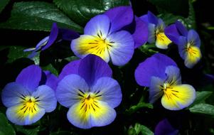 Flower Pansies Colorful