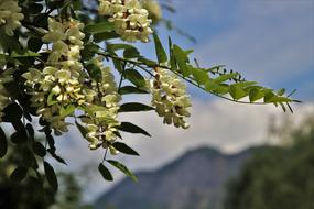 Acacia Tree Foliage