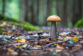 Mushroom Leaves Forest Orange-Cap