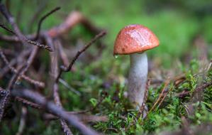 Mushroom Orange-Cap Boletus Forest