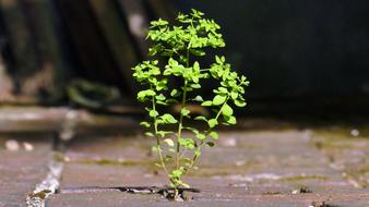 Weed Wild Growth Nature